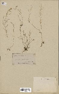 spécimen de Arabidopsis thaliana