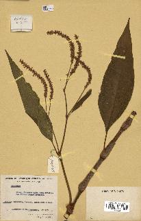 spécimen de Polygonum sp.