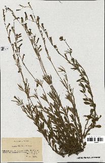 spécimen de Silene choulettii