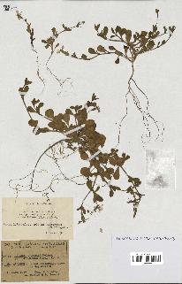 spécimen de Silene colorata