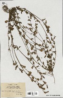 spécimen de Silene colorata