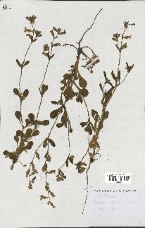 spécimen de Silene colorata