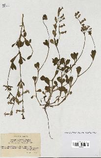 spécimen de Silene colorata
