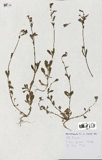 spécimen de Silene colorata