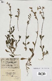 spécimen de Silene colorata