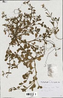 spécimen de Silene colorata