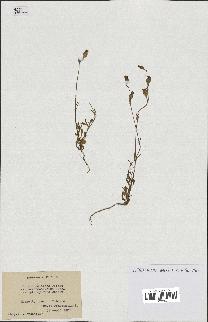 spécimen de Silene colorata