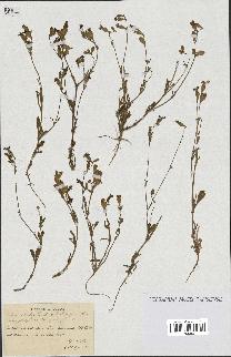 spécimen de Silene colorata