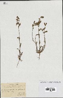 spécimen de Silene colorata