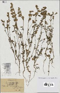 spécimen de Silene colorata