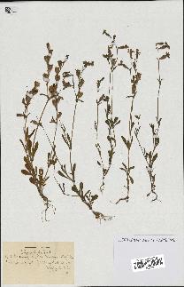 spécimen de Silene colorata