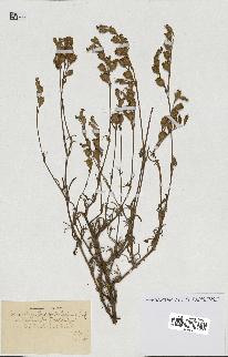 spécimen de Silene colorata