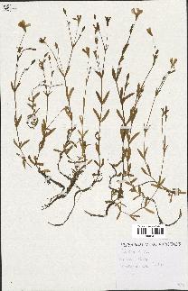 spécimen de Silene laeta