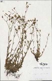 spécimen de Silene laeta