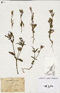 spécimen de Silene noctiflora