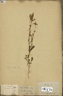 spécimen de Silene vespertina