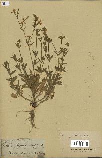 spécimen de Silene vespertina