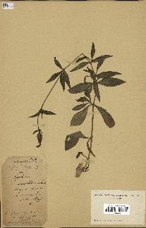 spécimen de Silene vespertina