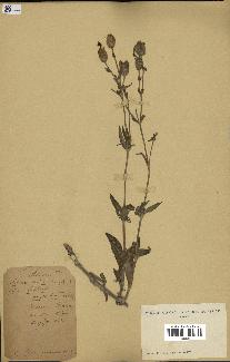 spécimen de Silene vespertina