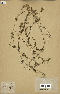 spécimen de Silene hispida