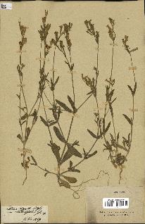 spécimen de Silene hispida