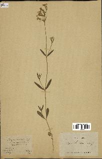 spécimen de Silene hispida