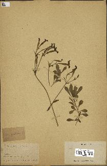 spécimen de Silene fruticosa