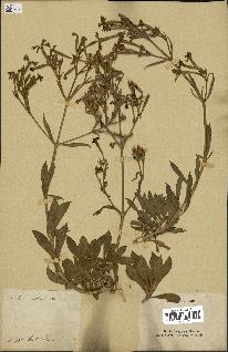 spécimen de Silene fruticosa