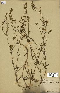 spécimen de Silene echinata