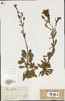 spécimen de Silene fruticosa
