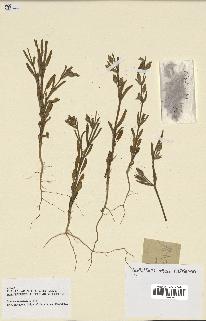spécimen de Silene ramosissima
