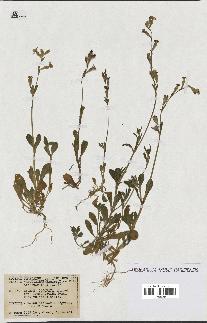 spécimen de Silene colorata