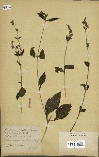 spécimen de Silene dioica