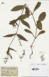 spécimen de Silene noctiflora