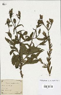 spécimen de Silene noctiflora
