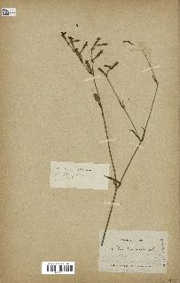 spécimen de Silene echinata