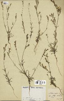 spécimen de Silene nicaeensis