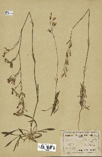 spécimen de Silene chlorantha