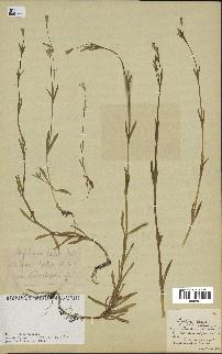 spécimen de Silene laeta