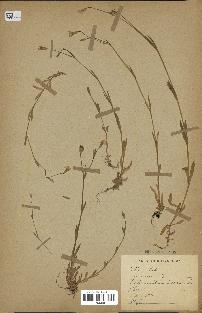 spécimen de Silene laeta