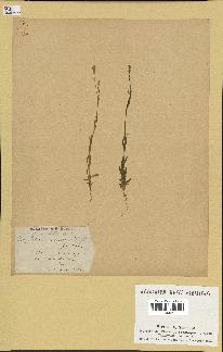 spécimen de Silene laeta