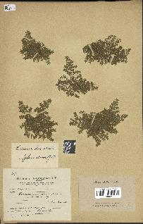 spécimen de Herniaria cinerea