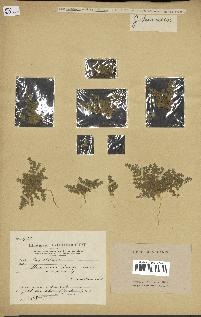 spécimen de Herniaria cinerea