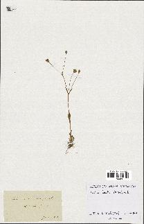 spécimen de Silene laeta