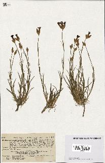 spécimen de Dianthus carthusianorum