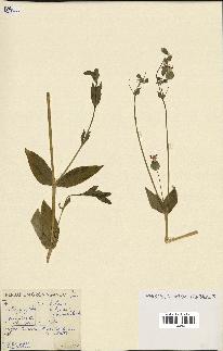 spécimen de Silene vulgaris