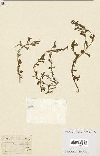 spécimen de Silene colorata