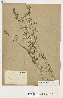 spécimen de Silene echinata