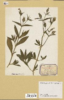 spécimen de Silene noctiflora