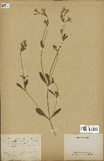 spécimen de Silene vespertina